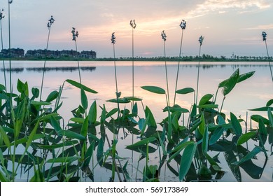 Thalia Dealbata In The Lake At Sunset, Hardy Canna, Or Powdery Thalia, Is An Aquatic Plant In The Family Marantaceae