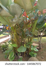 Thalia Dealbata, The Powdery Alligator-flag, Hardy Canna, Or Powdery Thalia, Is An Aquatic Plant In The Family Marantaceae, Native To Swamps, Ponds And Other Wetlands.