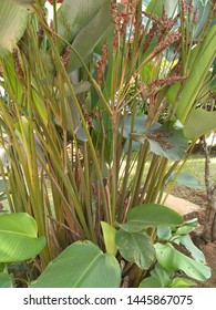 Thalia Dealbata, The Powdery Alligator-flag, Hardy Canna, Or Powdery Thalia, Is An Aquatic Plant In The Family Marantaceae, Native To Swamps, Ponds And Other Wetlands.