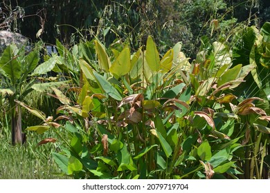 Thalia Geniculata, The Bent Alligator-flag, Arrowroot, Or Fire Flag, Is A Swamp Plant Species In The Family Marantaceae Which A Beautiful Flower.