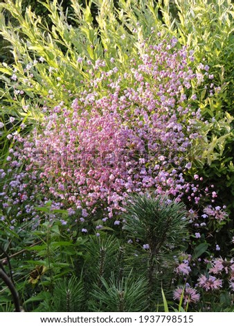 Thalictrum delavayi Splendide blooms since the July. It creates a true lavender cloud in the garden.