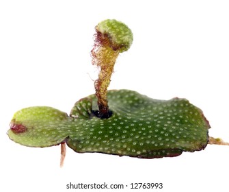 Thalloid Liverwort Producing Female Gametophyte Or Archegonium