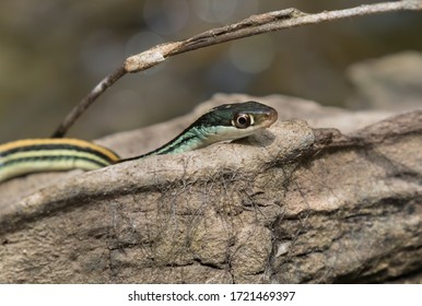 Thamnophis Sauritus Sauritus Eastern Ribbon Snake Stock Photo ...