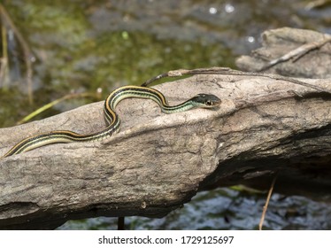 Thamnophis Sauritus Sauritus Eastern Ribbon Snake Foto Stock 1722833713 ...