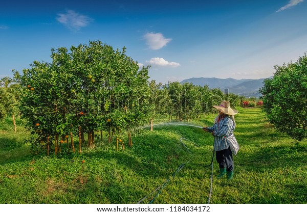 Download 930+ Background Information Of Orange Farm Paling Keren