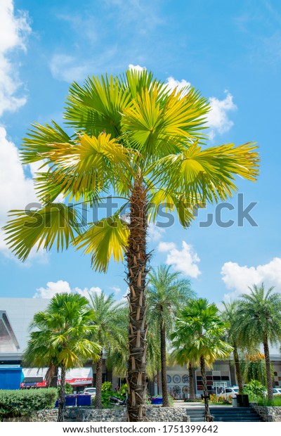 ๊Udon Thani/Thailand-Jun 03,2020 : Palm trees in the\
parking lot in the mall