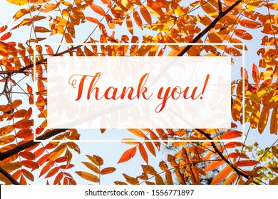 Thank You Greeting Card, Thanksgiving Holiday Banner, Text Over Autumn Foliage, Flat Top View