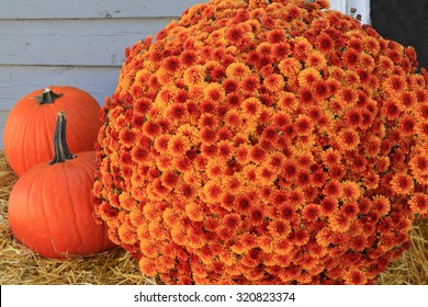 Thanksgiving and Autumn, Orange Flowers Fall Mums and Pumpkins over hay in front of window and barn wall.  