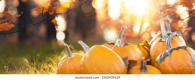 Thanksgiving or autumn scene with pumpkins, autumn leaves and sun rays. Autumn background with copy space - Powered by Shutterstock