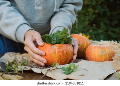 Thanksgiving Day Garden DIY Decoration. Woman Planting Succulent In Pumpkin Planter. Autumn Flower Arrangement. 