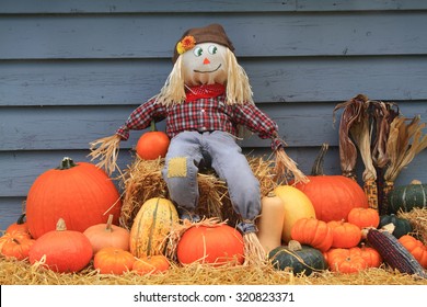 Thanksgiving, harvest and autumn decoration. Scarecrow sitting over bail of hay and guarding the harvested pumpkins, squashes and colorful Indian corns. 