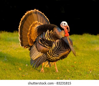 thanksgiving turkey strutting his stuff at sunset creating an iridescent glow to his feathers