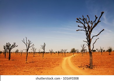  Thar Desert, Rajasthan, India