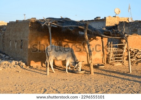 In the Thar desert Tharparkar cattle is a breed of cattle originating in Tharparkar District in Sindh province in present day Pakistan and also found in neighbouring nation of India Foto stock © 