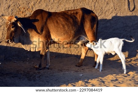 In the Thar desert Tharparkar cattle is a breed of cattle originating in Tharparkar District in Sindh province in present day Pakistan and also found in neighbouring nation of India Foto stock © 