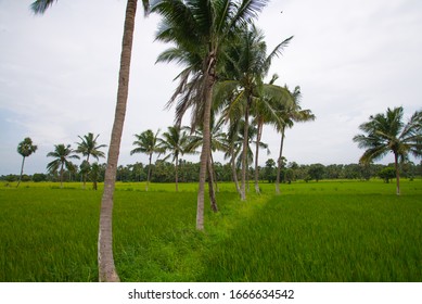 36 Palakkad palm tree Images, Stock Photos & Vectors | Shutterstock