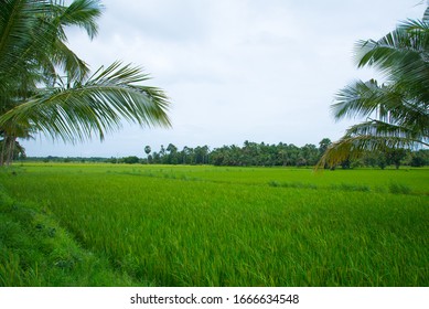 36 Palakkad palm tree Images, Stock Photos & Vectors | Shutterstock