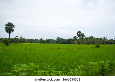 36 Palakkad palm tree Images, Stock Photos & Vectors | Shutterstock