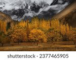 That is the breathtaking view of Valley Hunza, that is literally an enchanting view of natural contrast of full of yellow tress with black mountains in background with fresh snow.