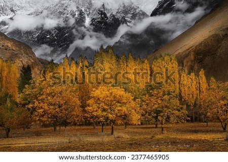 That is the breathtaking view of Valley Hunza, that is literally an enchanting view of natural contrast of full of yellow tress with black mountains in background with fresh snow.