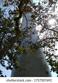 That lighthouse obstructed a tree