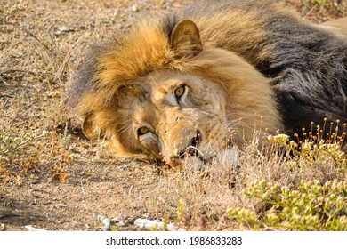 That Smouldering Look After You Taken A Nap, Or Is He Looking At His Breakfast 