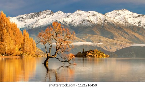 That Wanaka Tree