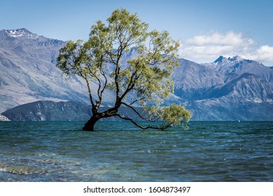 That Wanaka Tree At Lake Wanaka NZ