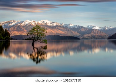 That Wanaka Tree In Wanaka, NZ.