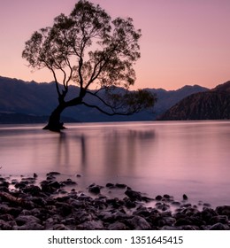 That Wanaka Tree, Wanaka, NZ