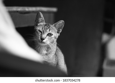 Chat Clin D Oeil Images Photos Et Images Vectorielles De Stock Shutterstock