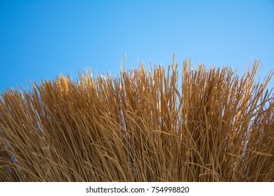  thatch background, straw
