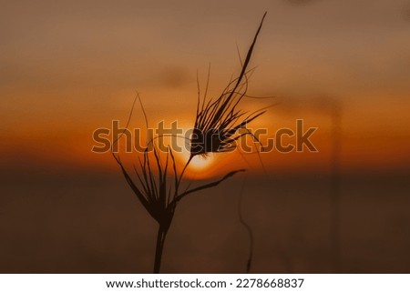 Similar – Image, Stock Photo Summer evening in the Camargue III