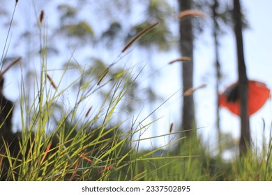 
thatch grass with a blurry background, use for walpaper