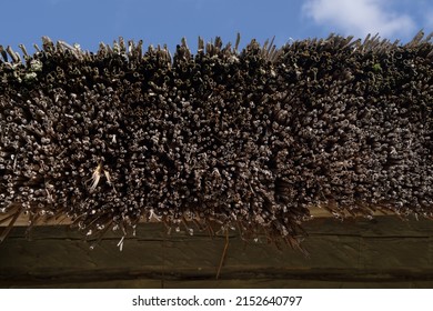 Thatched Roof Texture In Sunny