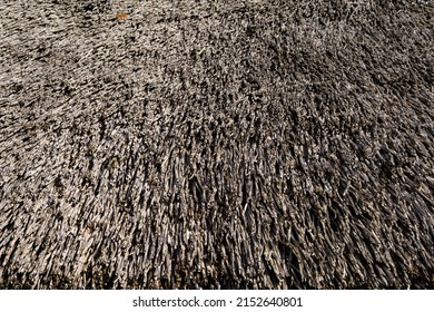 Thatched Roof Texture In Sunny