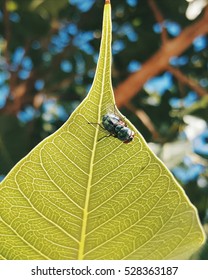 Thats A Mosquito Siting On A Leaf , With Great Contrast , Its Almost A Micrograph Photo