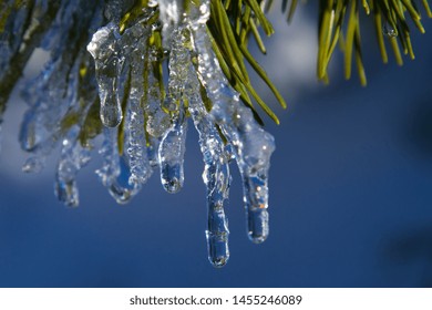 Thawing Ice On A Conifer