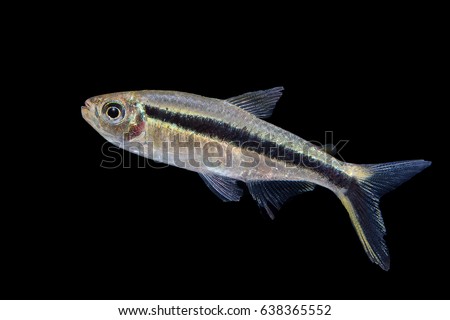 Thayeria boehlkei ( T. boehlkei ) is a species of characin fish, Amazon river, blackline penguin fish, hockey-stick tetra, penguin tetra  isolated on black background