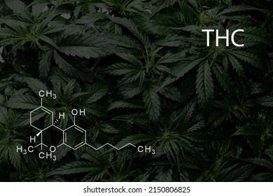 THC Chemical Formula Background Of Green Cannabis Leaves