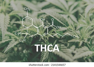 Thca Chemical Formula Cannabis Plants Molecule Stock Photo 2141544657 ...