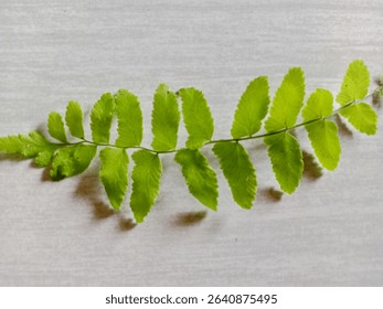 «The Aesthetic Value Ferns: