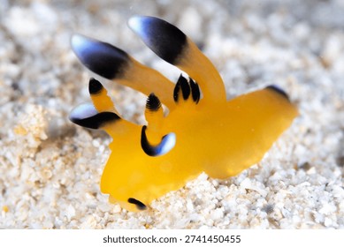 Thecacera pacifica, A tiny spark of joy in the ocean. AKA Pikachu