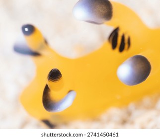 Thecacera pacifica, A tiny spark of joy in the ocean. AKA Pikachu