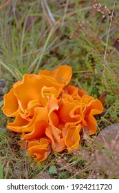 1,864 Taiga mushroom Images, Stock Photos & Vectors | Shutterstock