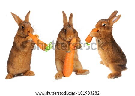  thee rabbit with carrot in paws Ã?Â?Ã?Â®n a white background
