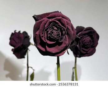 With their deep crimson hues and withered petals, these dried roses embody a haunting beauty, evoking eerie memories of forgotten love and Halloween's haunting charm - Powered by Shutterstock