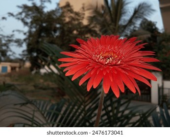 With their large upturned flowers, vibrant colors, and long stems, gerbera daisies have earned their status as one of most popular cut flowers in the world. - Powered by Shutterstock
