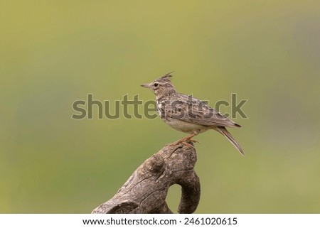 Similar – Singender Vogel Natur Tier