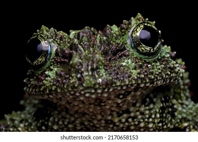 Theloderma corticale closeup head, moss tree frog camouflage on leaves, mossy tree frog on leaves